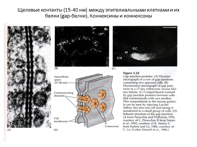 Щелевые контакты (15-40 нм) между эпителиальными клетками и их белки (gap-белки). Коннексины и коннексоны